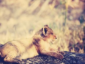 Preview wallpaper lion, cub, lie, light, rest