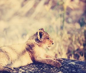 Preview wallpaper lion, cub, lie, light, rest