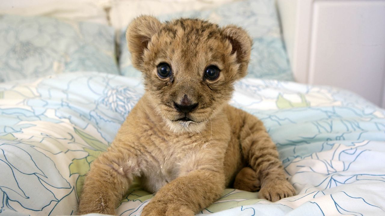 Wallpaper lion, cub, lie, baby