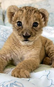 Preview wallpaper lion, cub, lie, baby