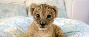 Preview wallpaper lion, cub, lie, baby