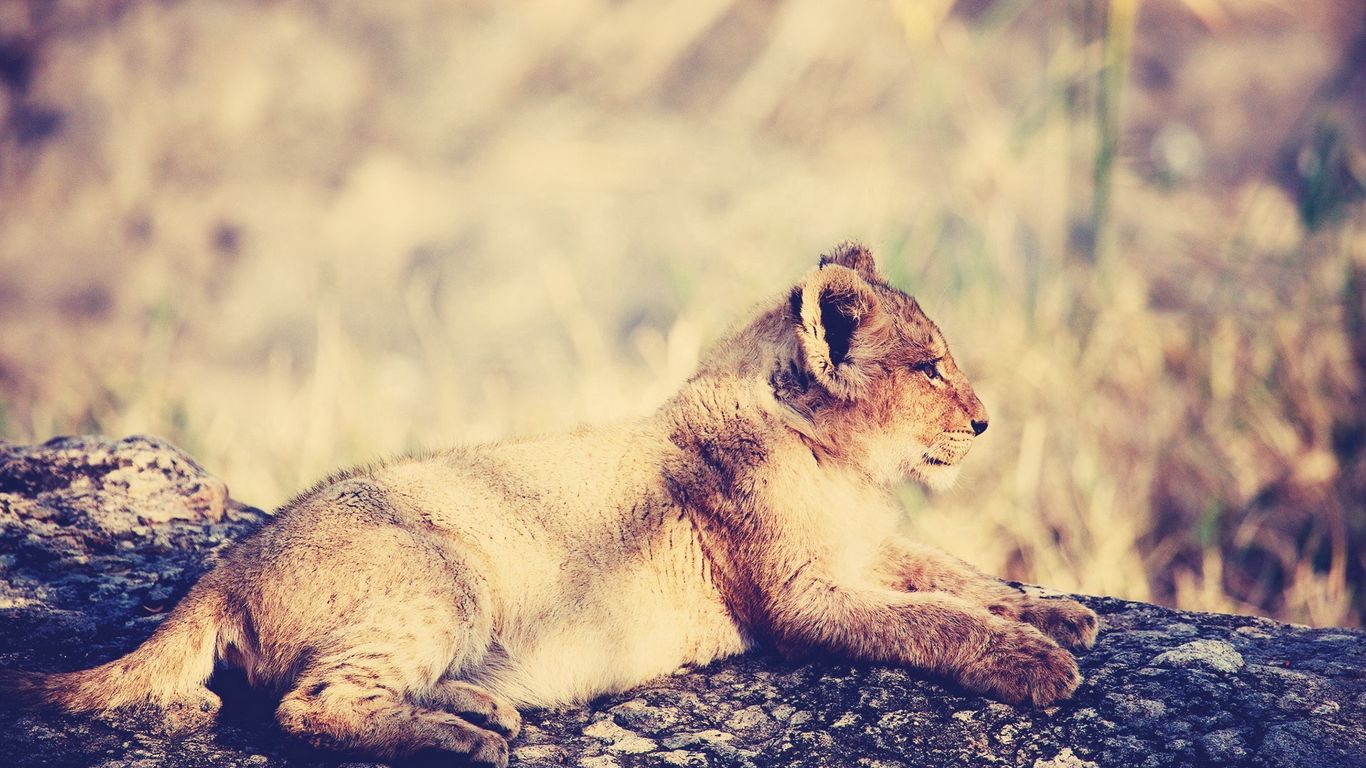 Download wallpaper 1366x768 lion, cub, lie, light, rest tablet, laptop