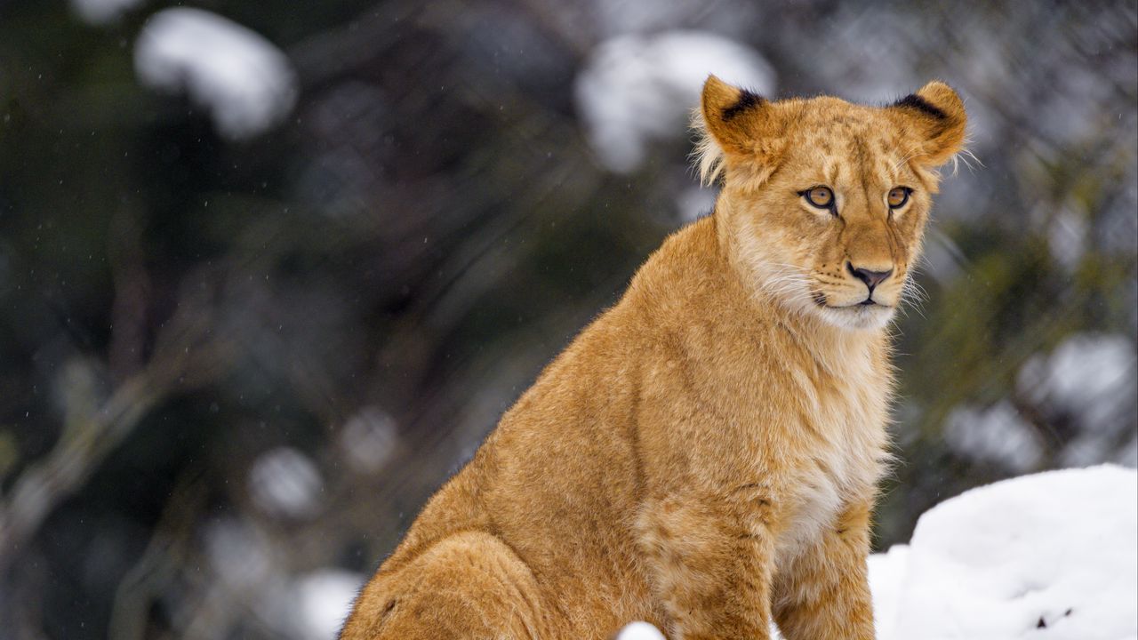Wallpaper lion cub, lion, animal, big cat, snow, wildlife