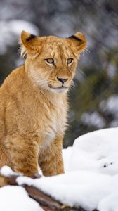 Preview wallpaper lion cub, lion, animal, big cat, snow, wildlife