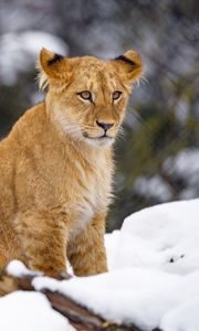 Preview wallpaper lion cub, lion, animal, big cat, snow, wildlife