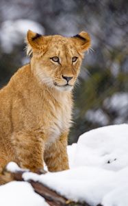 Preview wallpaper lion cub, lion, animal, big cat, snow, wildlife