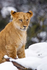 Preview wallpaper lion cub, lion, animal, big cat, snow, wildlife