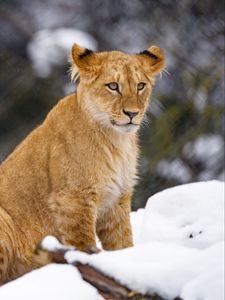 Preview wallpaper lion cub, lion, animal, big cat, snow, wildlife