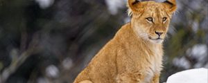 Preview wallpaper lion cub, lion, animal, big cat, snow, wildlife