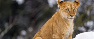 Preview wallpaper lion cub, lion, animal, big cat, snow, wildlife