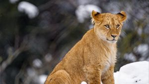 Preview wallpaper lion cub, lion, animal, big cat, snow, wildlife