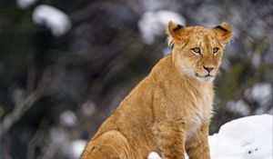 Preview wallpaper lion cub, lion, animal, big cat, snow, wildlife