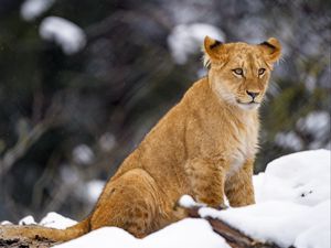 Preview wallpaper lion cub, lion, animal, big cat, snow, wildlife