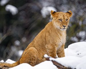 Preview wallpaper lion cub, lion, animal, big cat, snow, wildlife