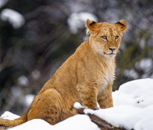 Preview wallpaper lion cub, lion, animal, big cat, snow, wildlife