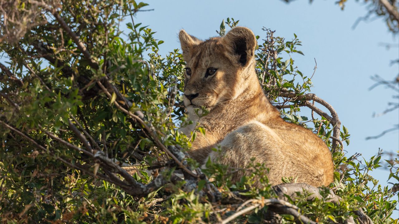 Wallpaper lion cub, lion, animal, branch, wildlife