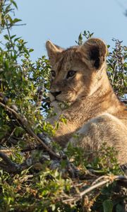 Preview wallpaper lion cub, lion, animal, branch, wildlife