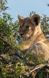 Preview wallpaper lion cub, lion, animal, branch, wildlife