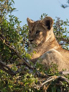 Preview wallpaper lion cub, lion, animal, branch, wildlife