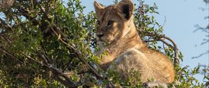 Preview wallpaper lion cub, lion, animal, branch, wildlife