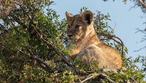 Preview wallpaper lion cub, lion, animal, branch, wildlife