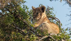 Preview wallpaper lion cub, lion, animal, branch, wildlife