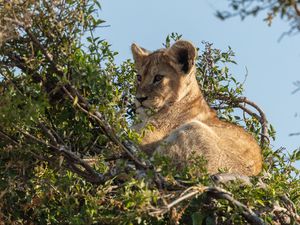 Preview wallpaper lion cub, lion, animal, branch, wildlife