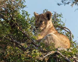 Preview wallpaper lion cub, lion, animal, branch, wildlife