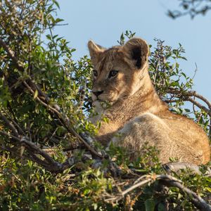 Preview wallpaper lion cub, lion, animal, branch, wildlife