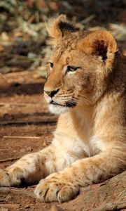 Preview wallpaper lion cub, lion, animal, big cat, brown