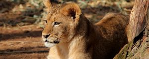 Preview wallpaper lion cub, lion, animal, big cat, brown