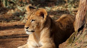 Preview wallpaper lion cub, lion, animal, big cat, brown