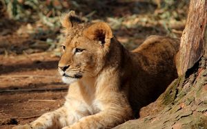 Preview wallpaper lion cub, lion, animal, big cat, brown