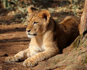 Preview wallpaper lion cub, lion, animal, big cat, brown