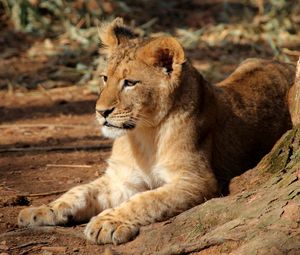 Preview wallpaper lion cub, lion, animal, big cat, brown