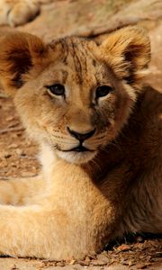 Preview wallpaper lion cub, lion, animal, wildlife