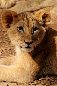 Preview wallpaper lion cub, lion, animal, wildlife