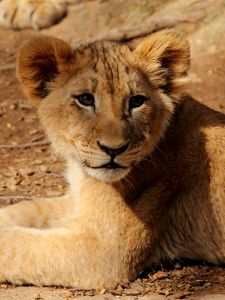 Preview wallpaper lion cub, lion, animal, wildlife