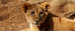 Preview wallpaper lion cub, lion, animal, wildlife