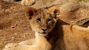 Preview wallpaper lion cub, lion, animal, wildlife