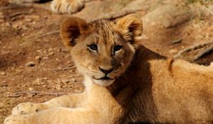 Preview wallpaper lion cub, lion, animal, wildlife