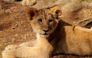 Preview wallpaper lion cub, lion, animal, wildlife