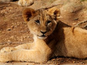 Preview wallpaper lion cub, lion, animal, wildlife