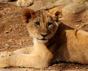 Preview wallpaper lion cub, lion, animal, wildlife