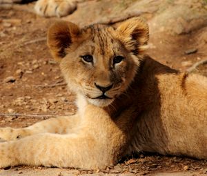 Preview wallpaper lion cub, lion, animal, wildlife