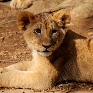 Preview wallpaper lion cub, lion, animal, wildlife