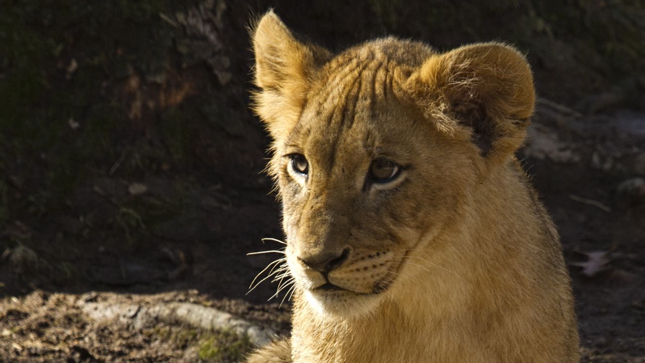 Wallpaper lion cub, lion, animal, predator, wildlife