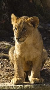 Preview wallpaper lion cub, lion, animal, predator, wildlife