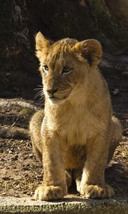 Preview wallpaper lion cub, lion, animal, predator, wildlife