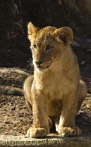 Preview wallpaper lion cub, lion, animal, predator, wildlife